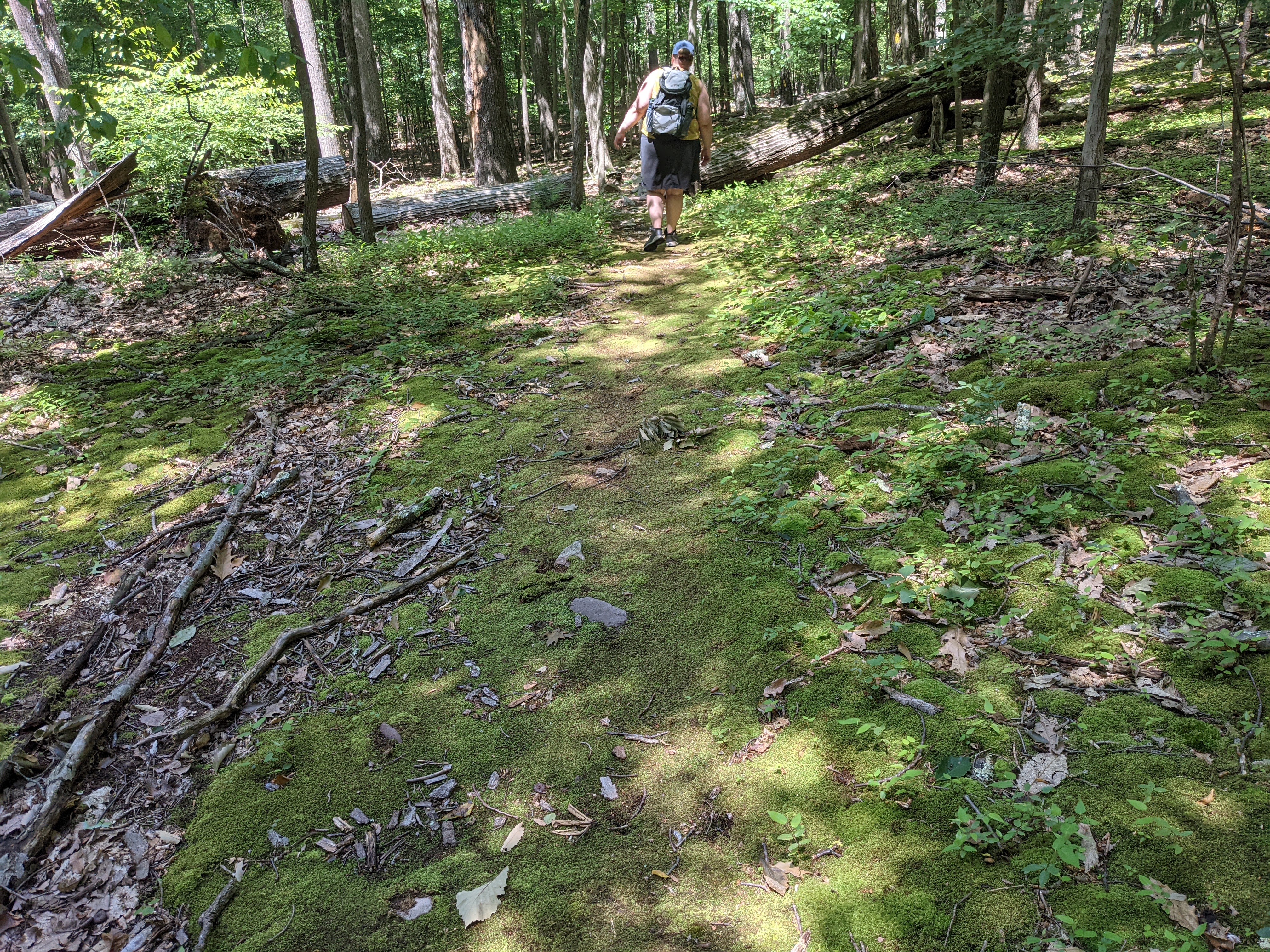 Rattlesnake Trail