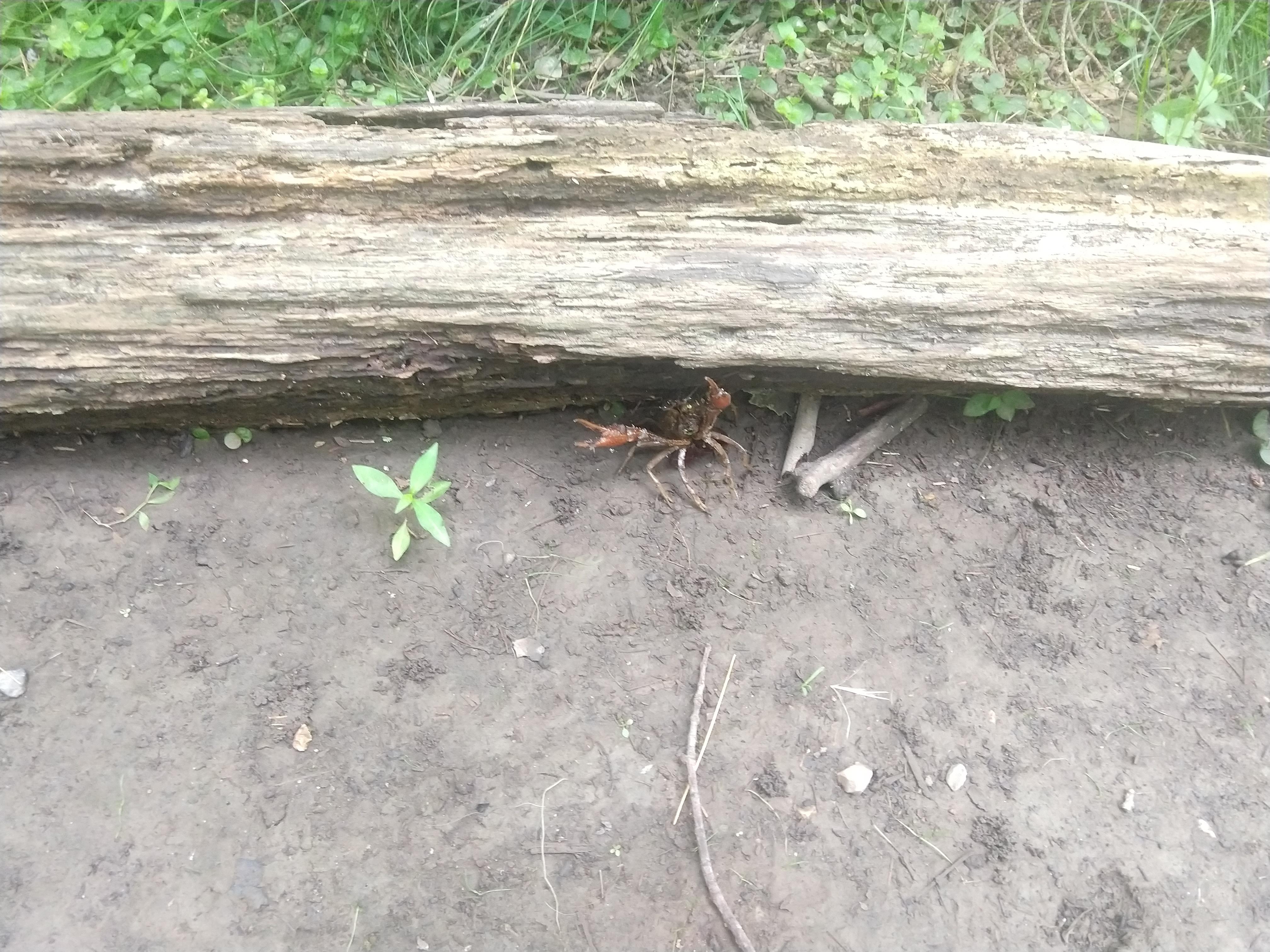 Crayfish at Gifford Pinchot