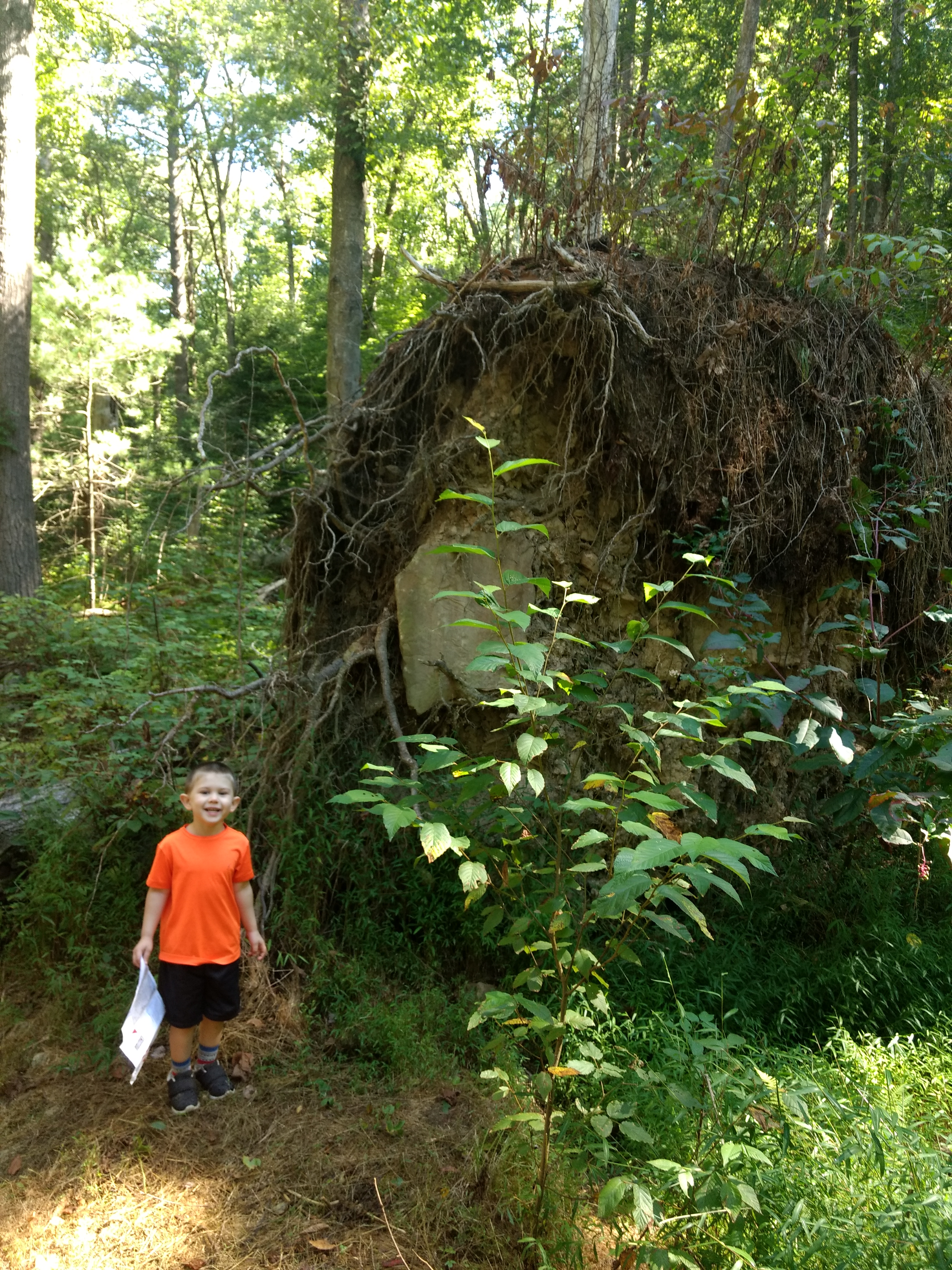 Uprooted Tree on Monsell Trail