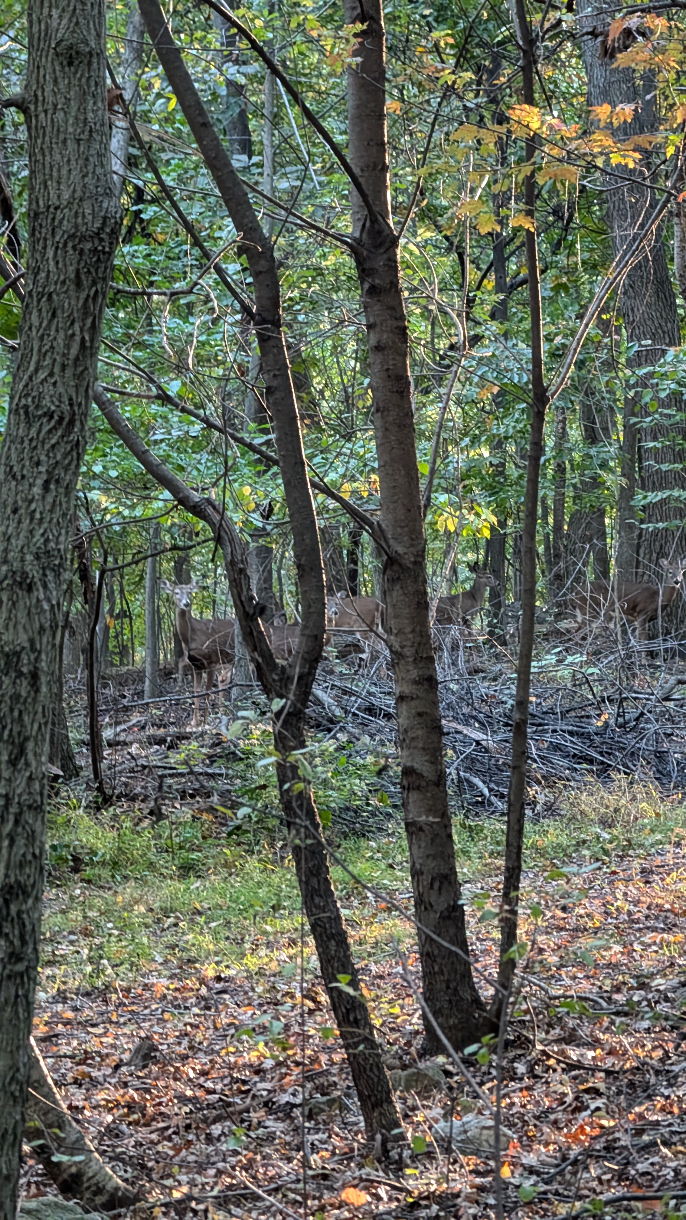 Wildlife along Hilltop Trail