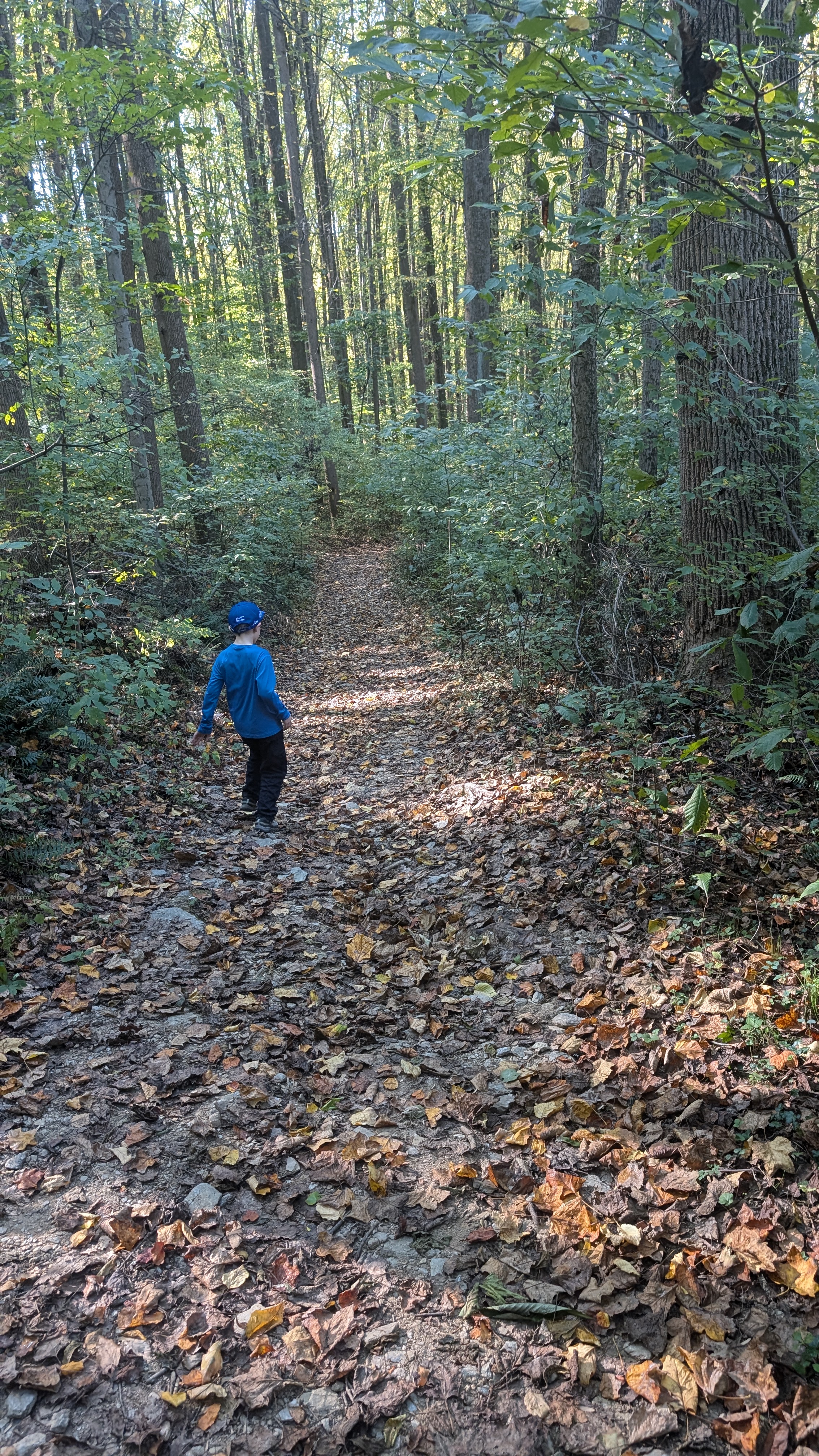 Rhododendron Trail at Susquehannock State Park