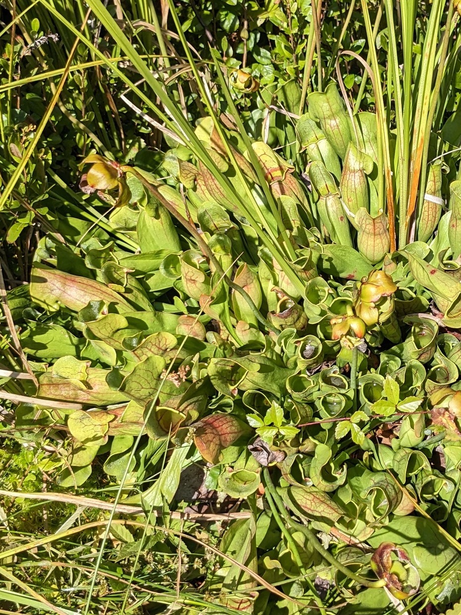 Pitcher Plant on the Bog Trail